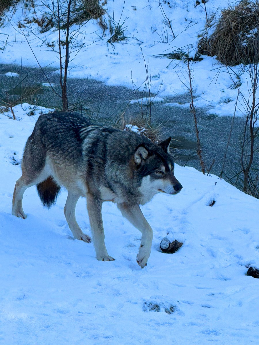 Loup dans le Nordic Wilderness Park à Dyreparken, Norvège. Photo : David Nikel.