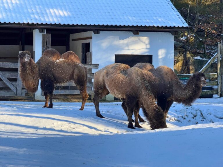 Chameaux au zoo et au parc d'attractions de Kristiansand. Photo : David Nikel.