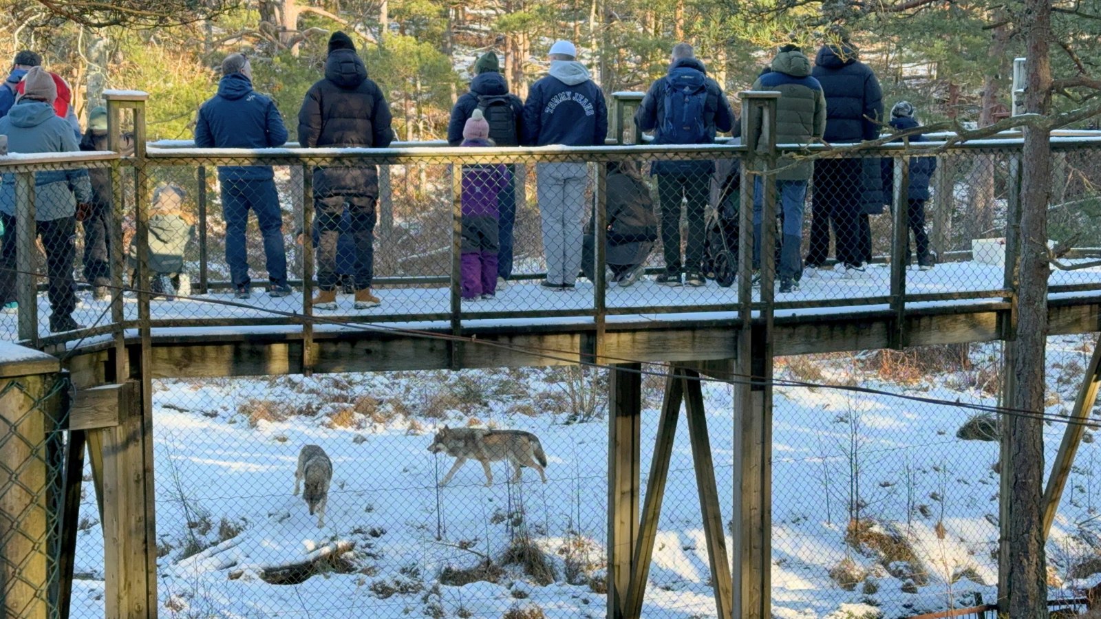 Crowd watching animals in the Nordic Wilderness Park at Dyreparken, Kristiansand. Photo: David Nikel.