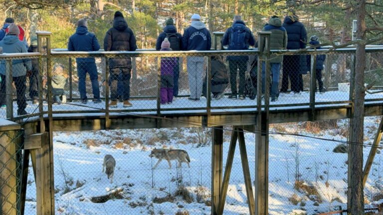 Foule observant les animaux dans le Nordic Wilderness Park à Dyreparken, Kristiansand. Photo : David Nikel.