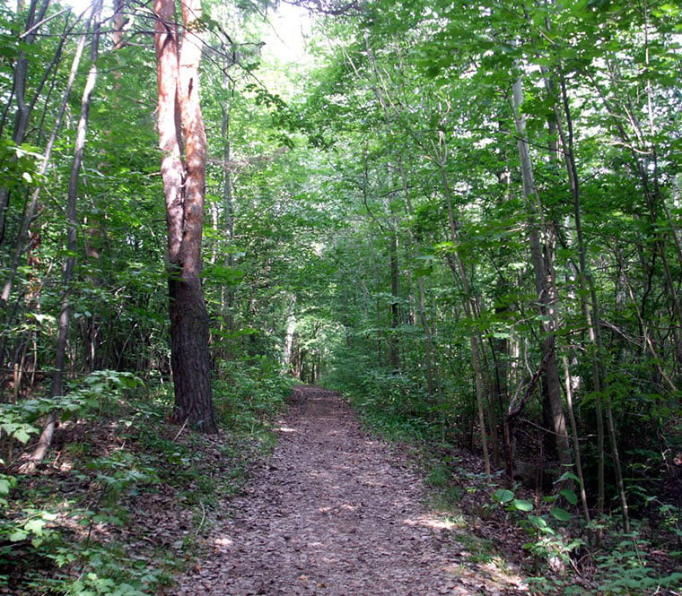Réserve naturelle de Hovedøya Sentier forestier à travers Hovedøya. Photo : David Nikel.