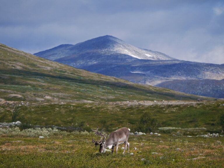 Renne paissant sur Saltfjellet. Photo : Jan_Kuchar_Photo / Shutterstock.com.