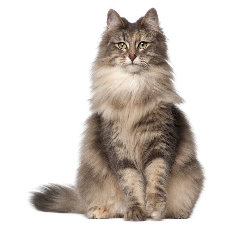 Portrait d'un chat des forêts norvégiennes, âgé d'un an et demi.