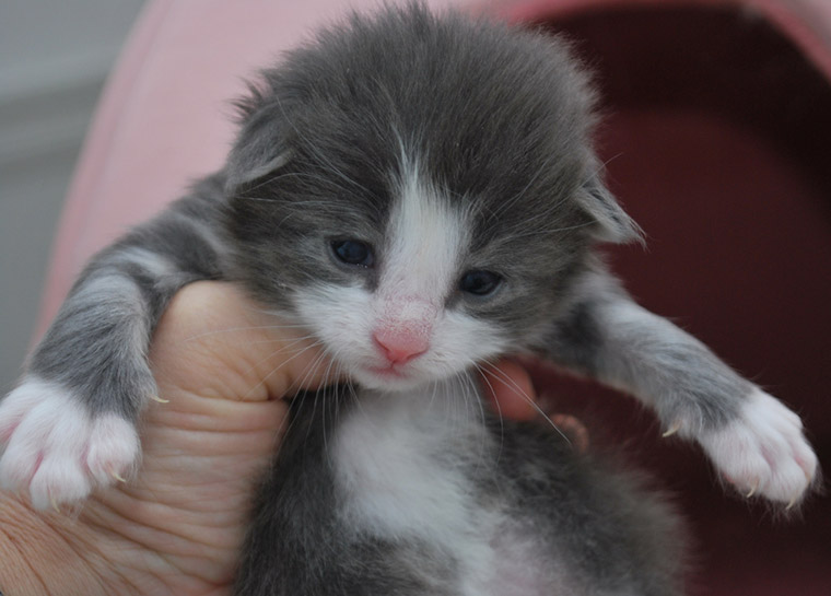 Chaton Norsk Skogkatt