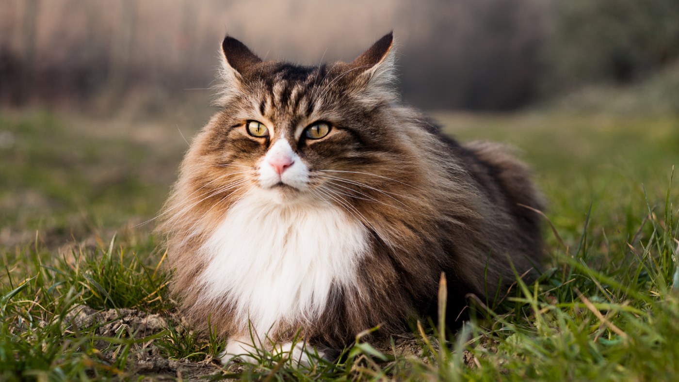 A Norwegian forest cat staring into the distance.