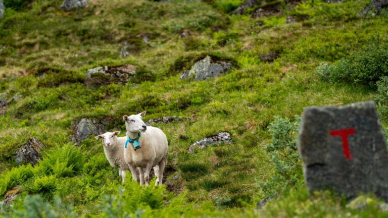 Moutons à flanc de montagne près d’Åndalsnes en Norvège.