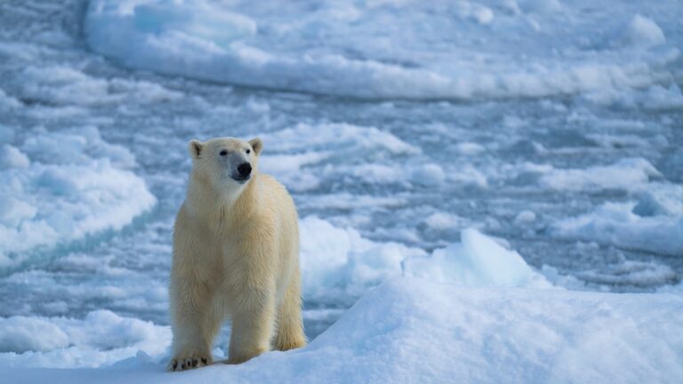 Ours polaire reposant sur la glace marine du Svalbard.