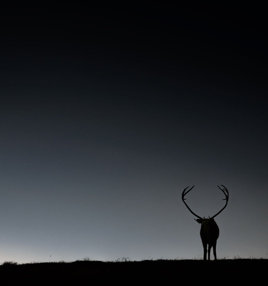 Renne sauvage la nuit en Norvège.