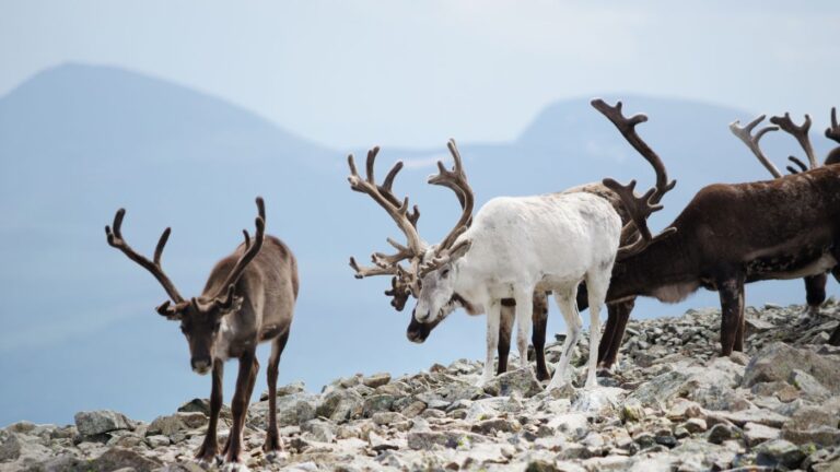 Renne sauvage dans le parc national de Jotunheimen.