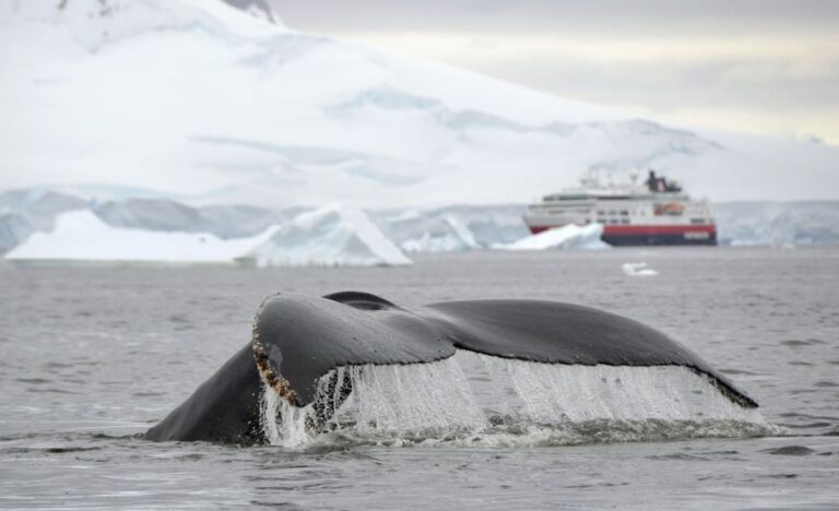 Observation des baleines en Antarctique avec HX.